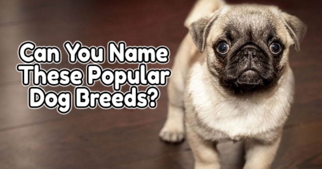 quizwow - Can You Name 13 Popular Dog Breeds?